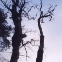 Gnarled Trees