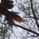 Scarlet Macaw Blur